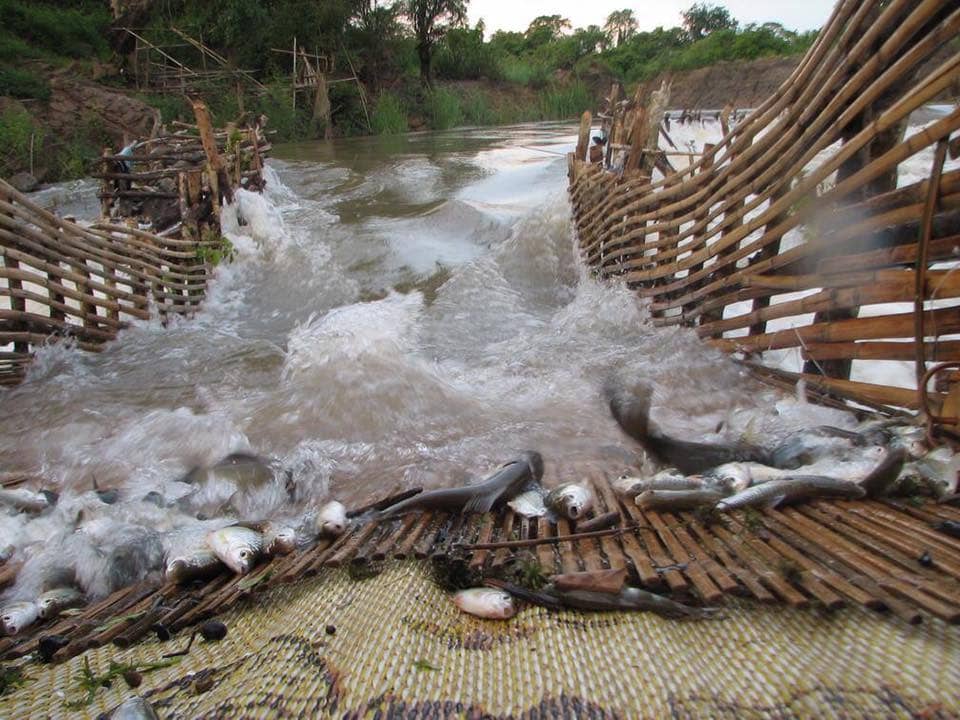 Technique de pêche, capture des poissons Laos